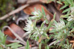 Silver nailwort